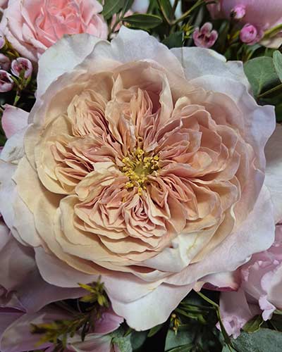 fleuriste-la-meziere-fleurs-fraiches